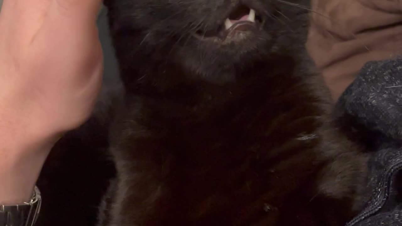 Black Cat Finds Bliss In Head Scratches