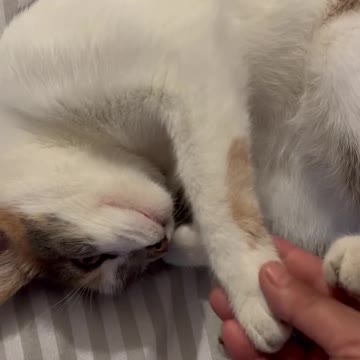 Yuchinette au réveil