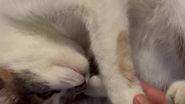 Yuchinette au réveil