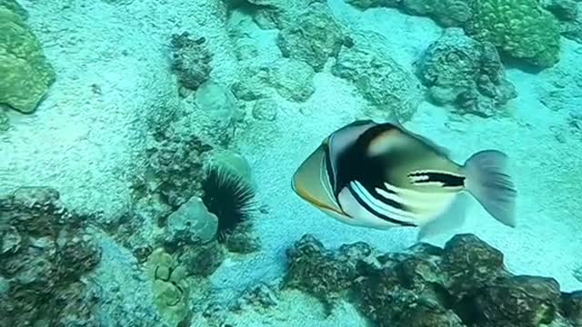 oceanlover#justkeepswimming