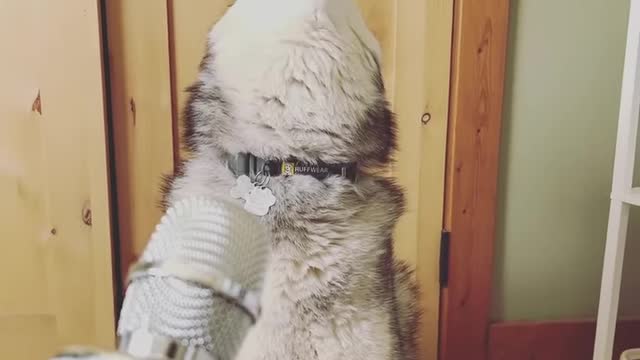 This husky is ready for the voice 😆