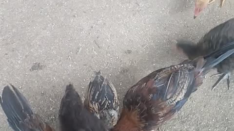 Chicken with a Goose