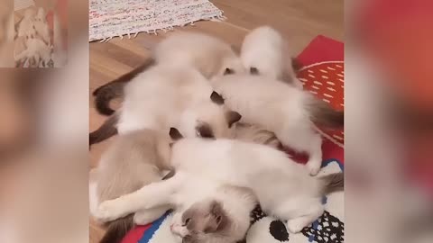 A group of cats