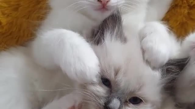 #Short kitten baby kitten cat #viral #Trend