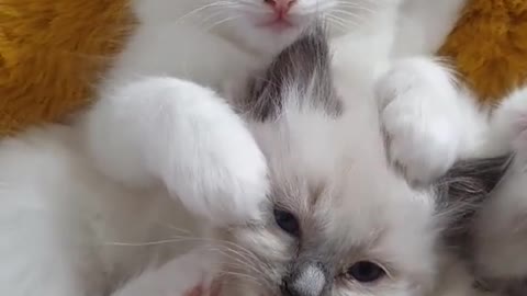 #Short kitten baby kitten cat #viral #Trend