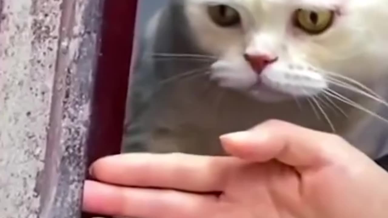 Funny animals compilation