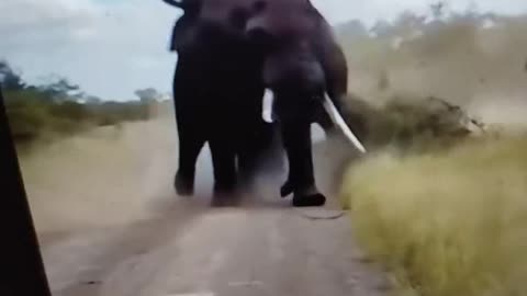 BATTLE OF THE EELPHANTS