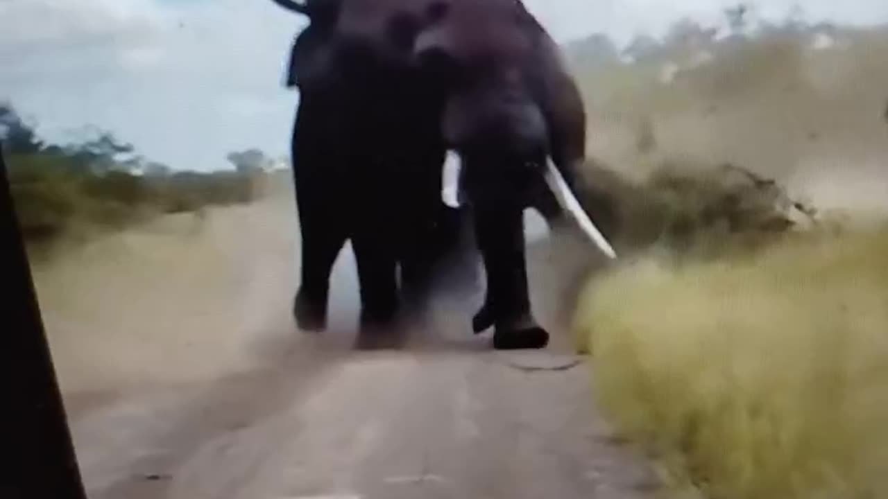 BATTLE OF THE EELPHANTS