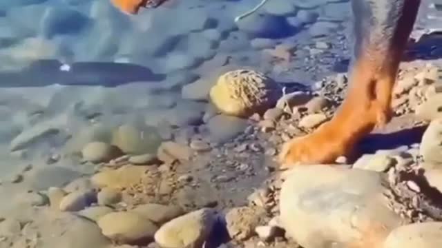 Dog video