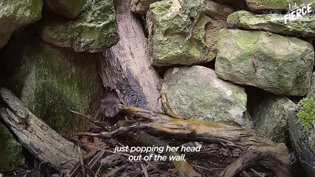 Tiny Baby Stoat Has The Best Reaction When She Meets Someone Like Her