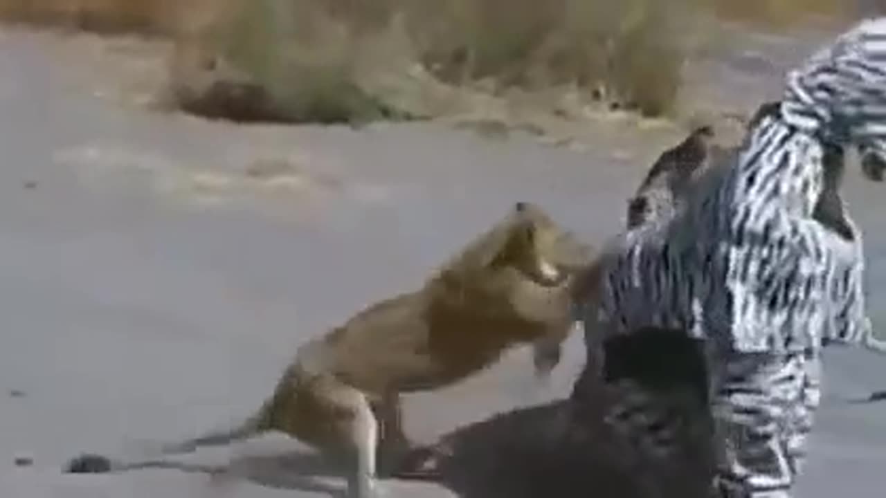 Fake Lion Fun