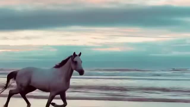 Horse is good
