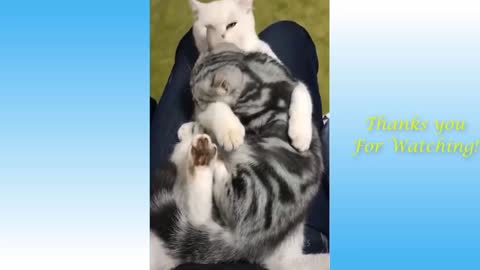 Adorable Pets & Animals Compilation Number Twenty Four!