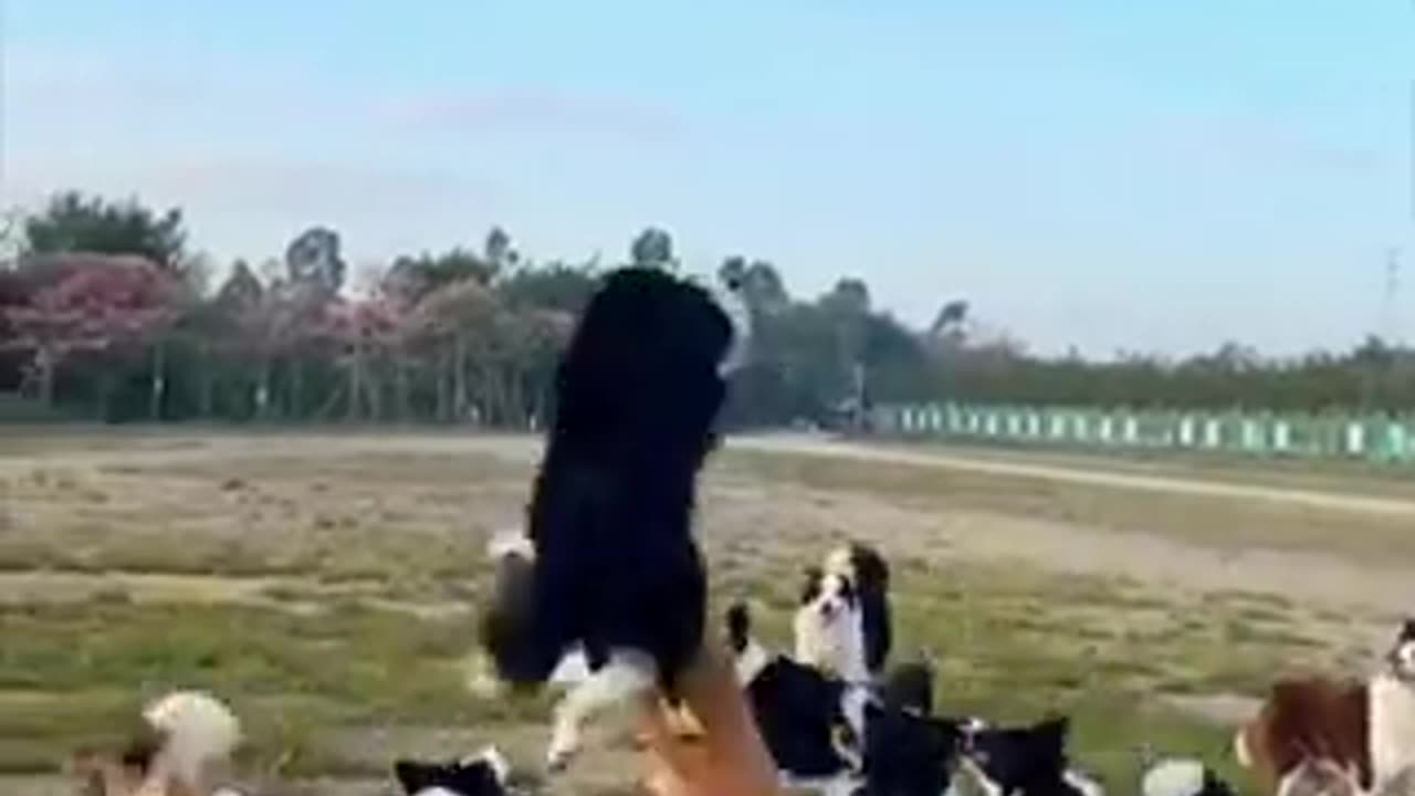 Dogs and a balloon..