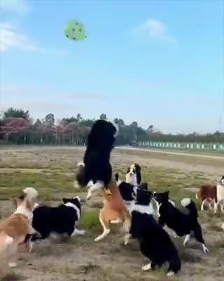 Dogs and a balloon..