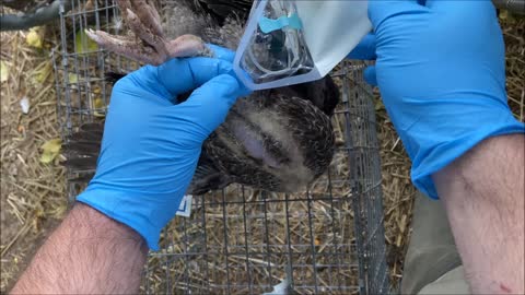 Treating a Turkey for Air Sac Rupture