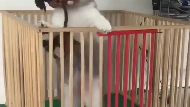 🤣 Awesome Funny Pet Animals Life Videos 😇