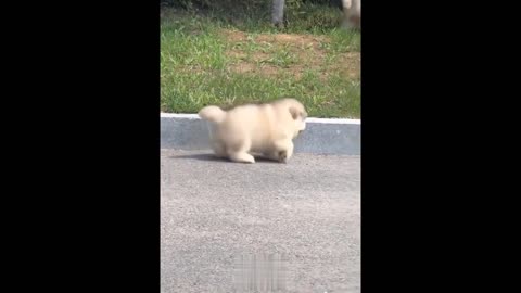 💗Cute And Funny Pets Try Not To Laugh To These Pets Compilation #19💗