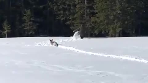 This guy that made a path in deep snow to help a deer back into the forest