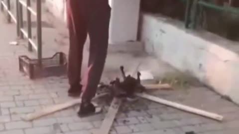 African migrants in Italy cooking dead cats on the road