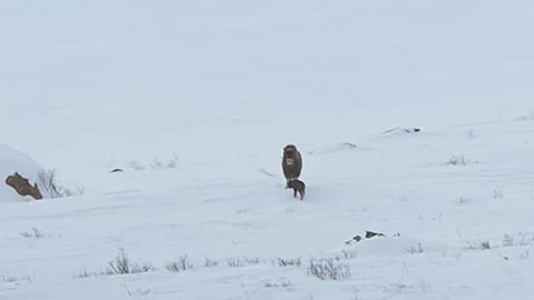 Wildlife with a natural perspective & funs.