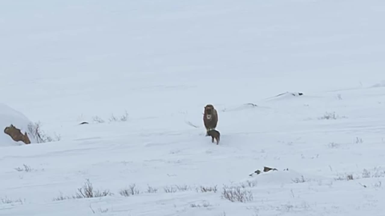 Wildlife with a natural perspective & funs.