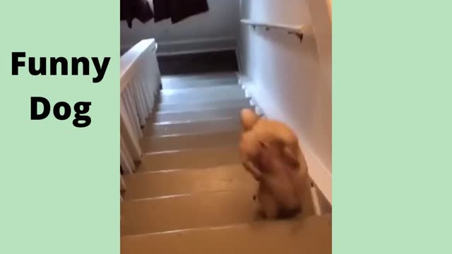 Funny dog