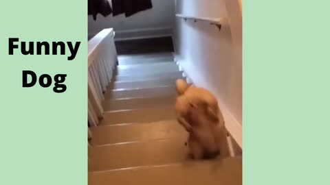 Funny dog