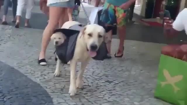 Funny Dog Videos 2021 It's time to LAUGH with Dog's life231