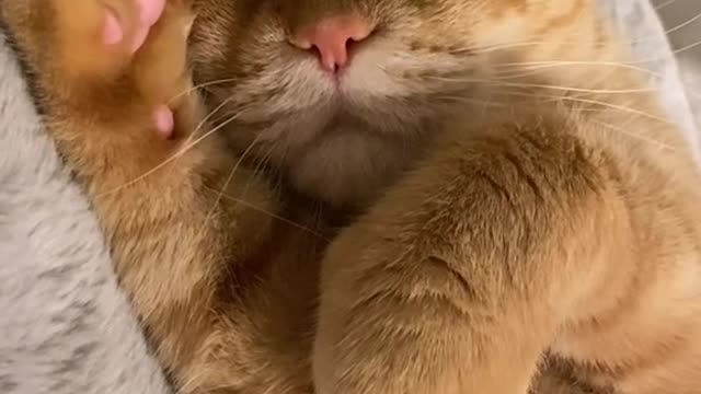 Enjoying the evening with my human