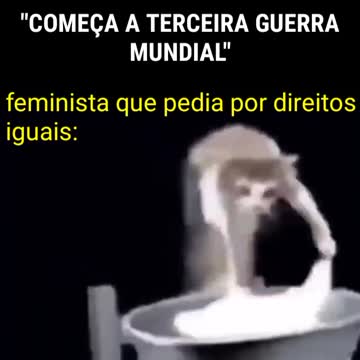 Cat meme - gatos lavando roupa