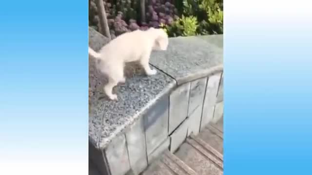 Dogs and cats doing funny things!