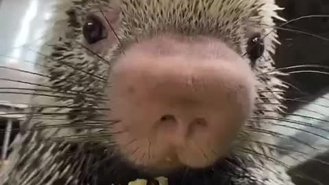 Never Seen Before Porcupine Eating Corn