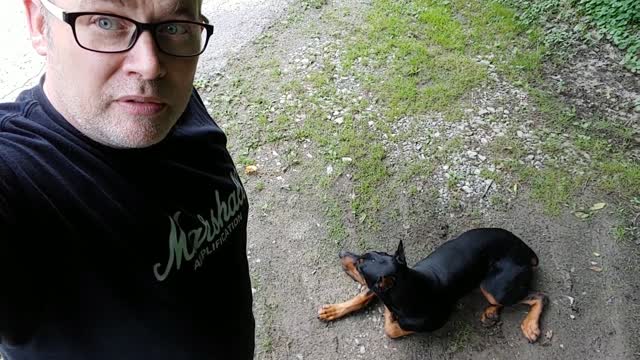 Living with a Doberman Pinscher