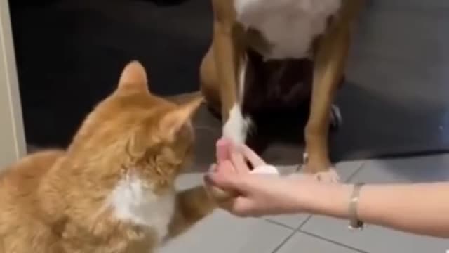 Cute dog and cat videos compilations 2022.