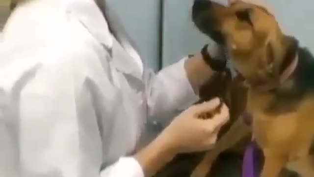 a dog being examined by a veterinarian