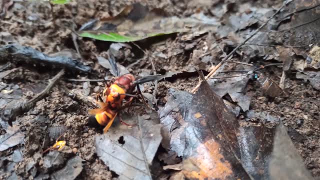 Amazing Battle Asian Hornet VS Giant Hornet