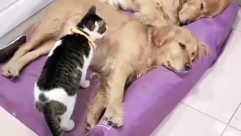 Cute cat with two cute dogs