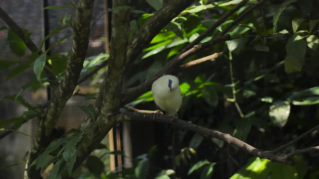 Yellow bird on tree branch