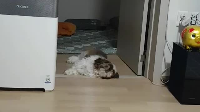 lying down and howling