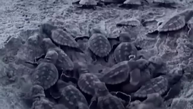 Turtle hatchlings make way to ocean in South Carolina