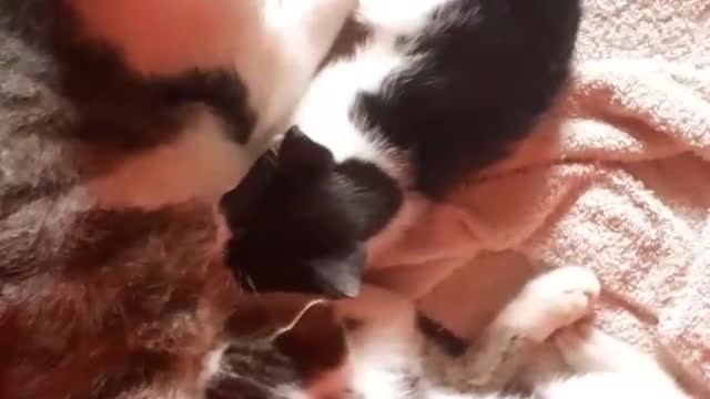 Mother cat breastfeeding the kittens