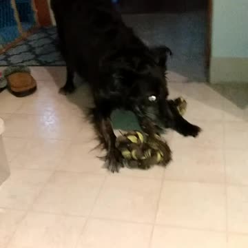 Daisy The Dog Killing Her Rope