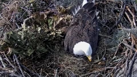 Unexpected Disaster: Eagle Breaks Its Egg and Crafts a Clever Plan to Cover Up the Crime 😅