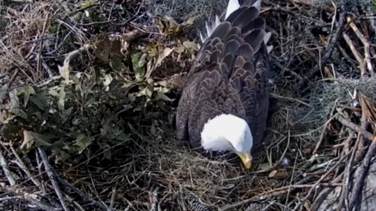 Unexpected Disaster: Eagle Breaks Its Egg and Crafts a Clever Plan to Cover Up the Crime 😅