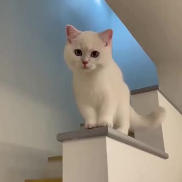 It's cat or woodpecker