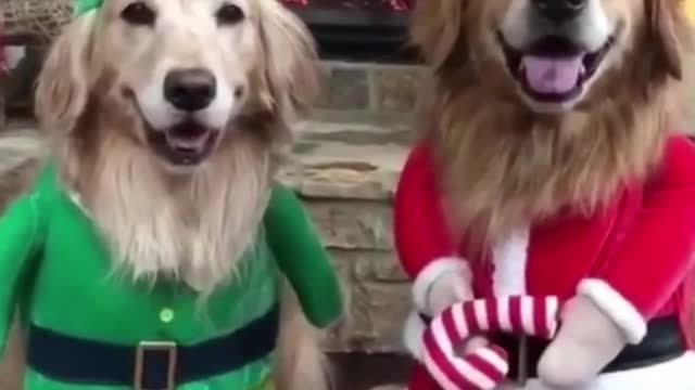 Funny Dogs Opening Their Christmas Presents Compilation 2021