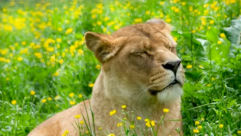 Video of a Lion