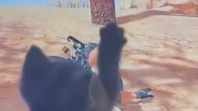 Cute cat playing game funny video 🤣🤣🤣🤣