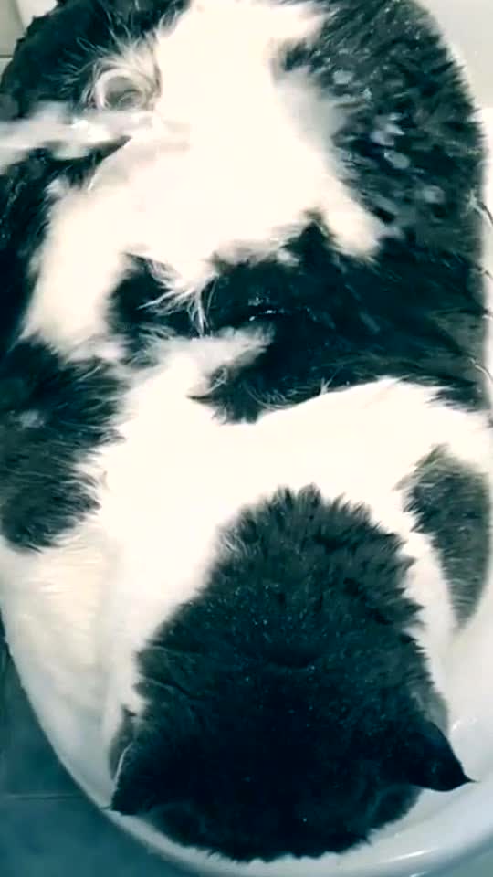 🐱:I’m taking a shower.